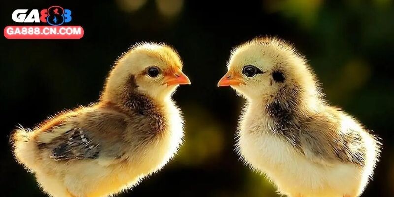 Cách Nuôi Gà Chọi Con Hiệu Quả Giúp Phát Triển Tốt