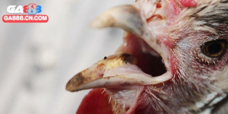 Cách Trị Gà Đá Bị Khò Khè Dùng Các Phương Pháp Nào?