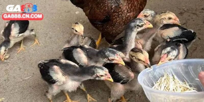 Chế độ cân đối các dinh dưỡng cần hợp lý