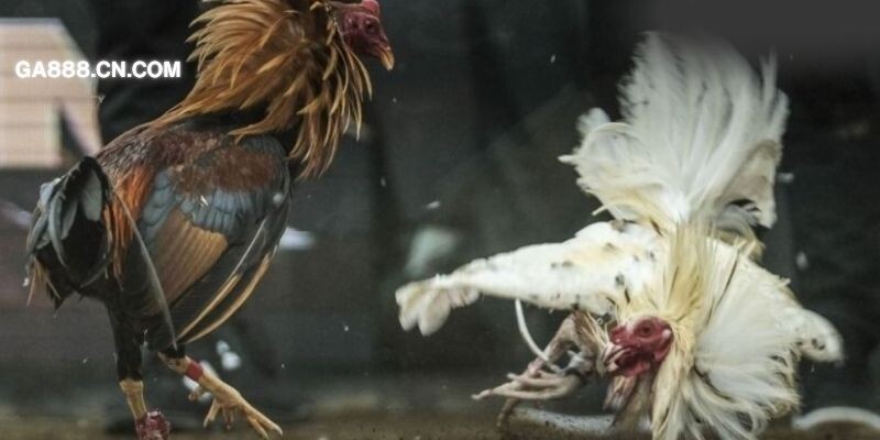 Chiến thuật tham gia đá gà tại CPC1 bất bại 