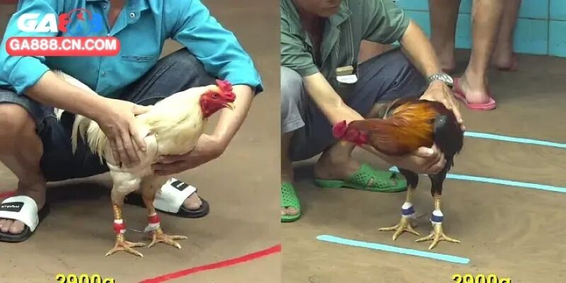 Đôi nét cơ bản về trường đá gà CPC1