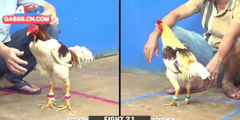 Đá gà CPC3 - Trải Nghiệm Đẳng Cấp Tại Sân Chơi Hấp Dẫn