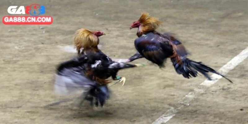 Vài yếu tố tạo nên trường đấu gà CPC3 đỉnh