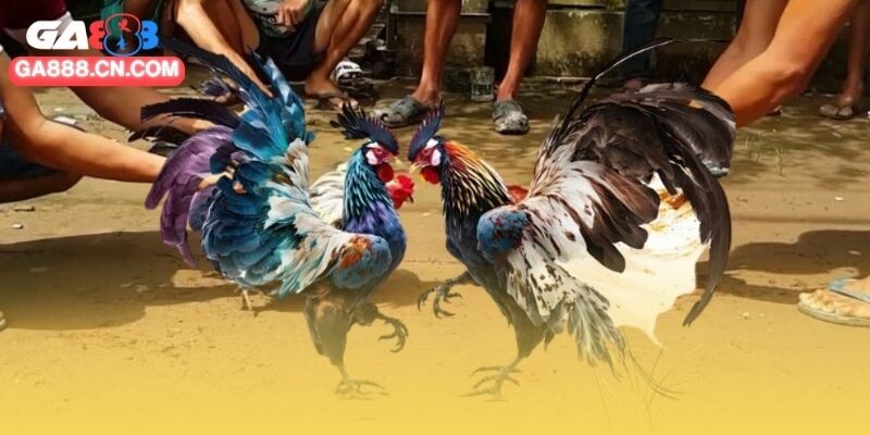 Đá gà CPC4 - Sân Chơi Hấp Dẫn Đa Dạng Tính Cạnh Tranh