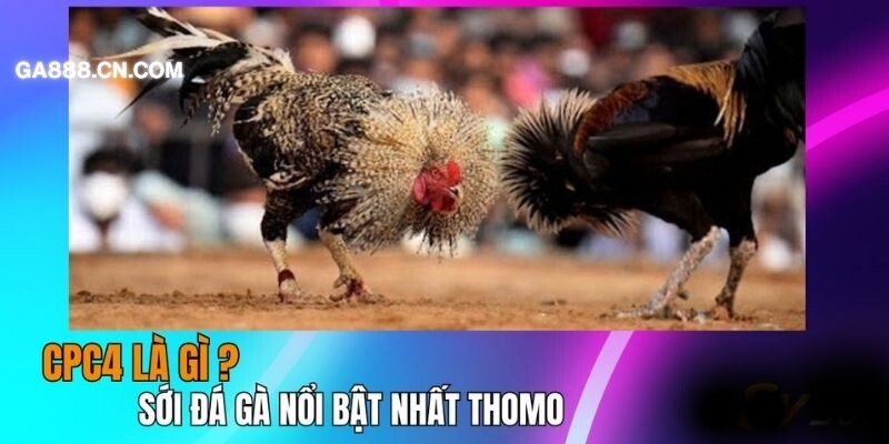 Ưu điểm nổi bật nhất của trường đấu gà này